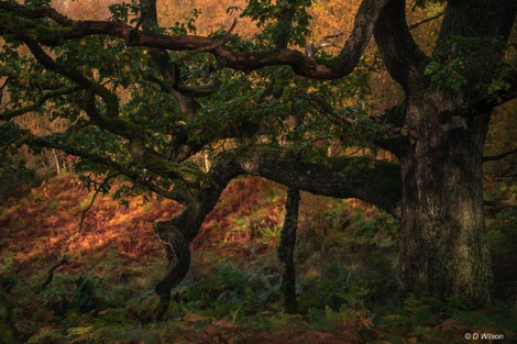 Ancient trees at Langholm